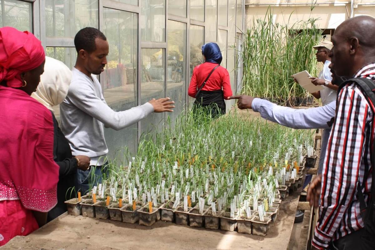 Observations des plants de teff lors de la visite du centre d'essais de l’Ethiopian Institute of Agricultural Research à Bishoftu © J-M. Medoc, Cirad
